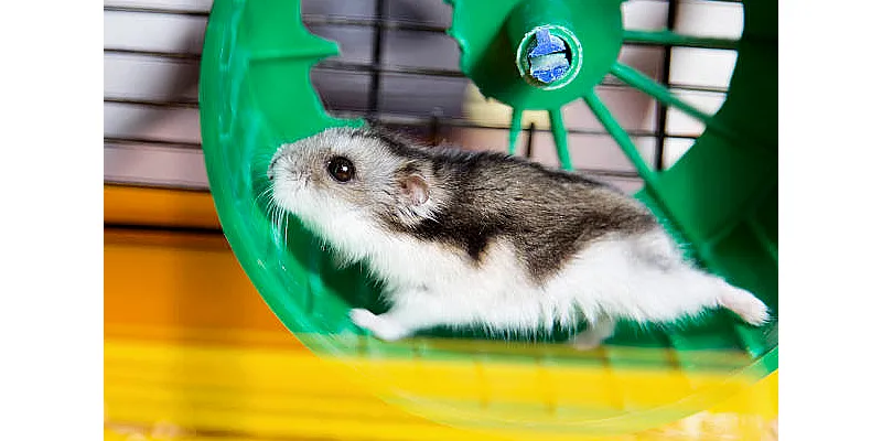 Překvapivá místa, kde jsou křečci nelegální 1