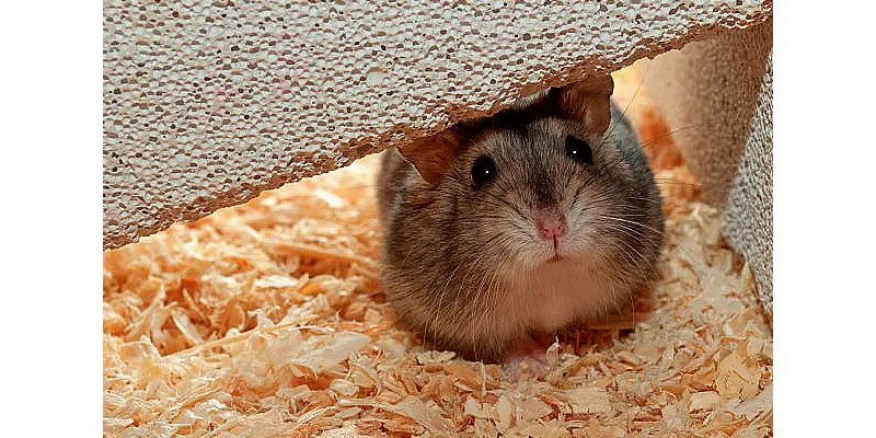 Příznaky stáří u křečků a jak o ně pečovat 2 Příznaky stáří u křečků a jak o ně pečovat 1