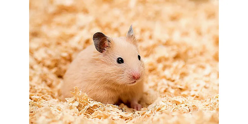 Měli byste si v noci vzít ven kolečko pro křečky? 2 Měli byste si v noci vzít ven kolečko pro křečky? 1