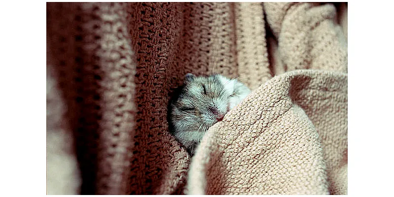 Kde se vzali křečci - příběh původu vašeho chlupatého přítele 2 Kde se vzali křečci - příběh původu vašeho chlupatého přítele 1