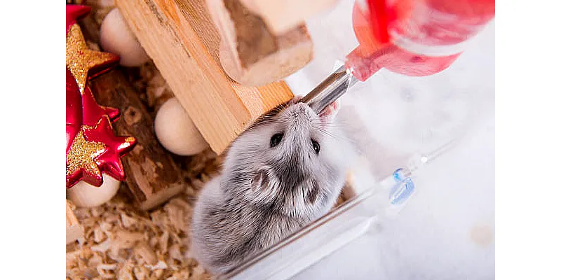 Důvody, proč se váš křeček snaží utéct - a co s tím? 2 Důvody, proč se váš křeček snaží utéct - a co s tím? 1