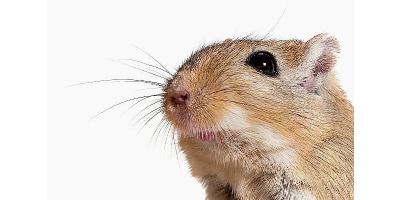 Důvody, proč se vás váš křeček bojí - zkuste se jim vyhnout 1