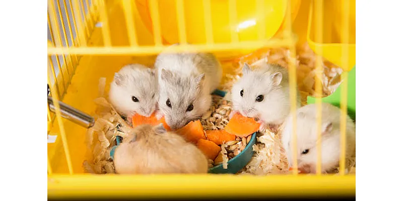 Chov křečka a kočky pod jednou střechou 2 Chov křečka a kočky pod jednou střechou 1