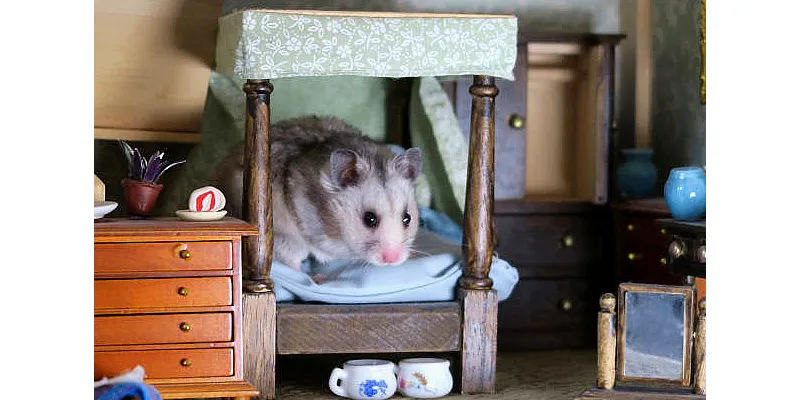 Ideální teplota pro pohodlí vašeho křečka 1