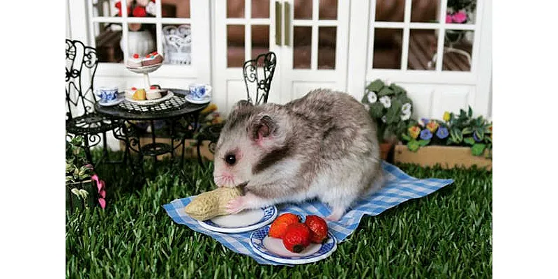 Jak poznat, že je váš křeček dospělý 2 Jak poznat, že je váš křeček dospělý 1