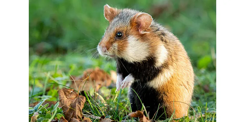 Jak zjistit, jaké máte plemeno křečka 1