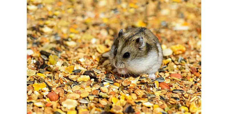 Jak krmit křečky: Návod pro začátečníky 1