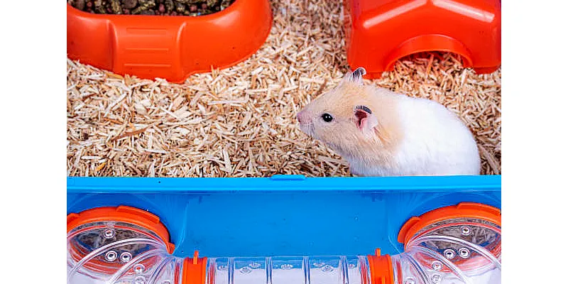 Jak si vybrat svého prvního křečka - zdraví a temperament 2 Jak si vybrat svého prvního křečka - zdraví a temperament 1