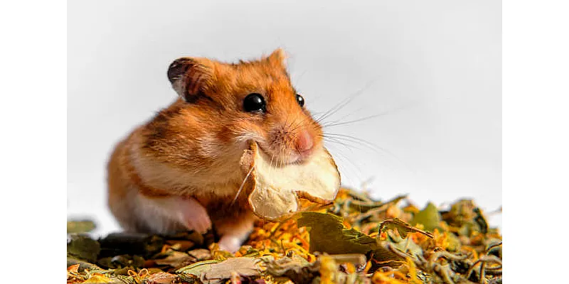 Jak často byste měli měnit podestýlku pro křečky? 1