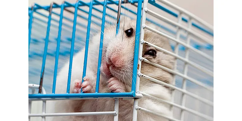 Jaké zvuky vydávají křečci? Poznejte svého křečka 1