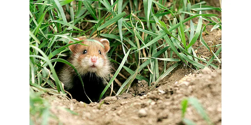 Tady je, jak dlouho může křeček žít bez jídla a vody 1