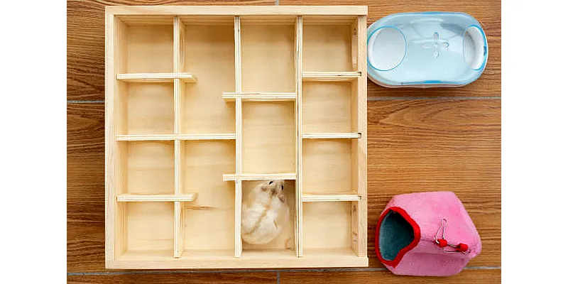 Křečci a morčata 1