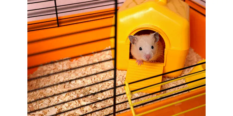 Křečci schovávají potravu - proč, kdy a kde 1