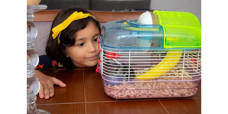 Křeček vs. králík - který domácí mazlíček je pro váš domov nejlepší? 1