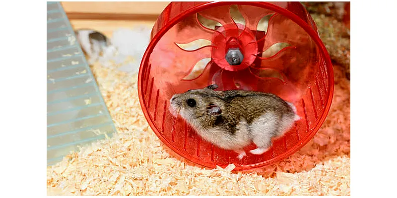 Křeček vs. myš - které z nich byste měli chovat jako domácí mazlíčky? 2 Křeček vs. myš - které z nich byste měli chovat jako domácí mazlíčky? 1