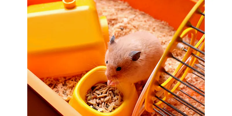 Křeček a pískomil - který domácí mazlíček je pro vás vhodnější ? 1