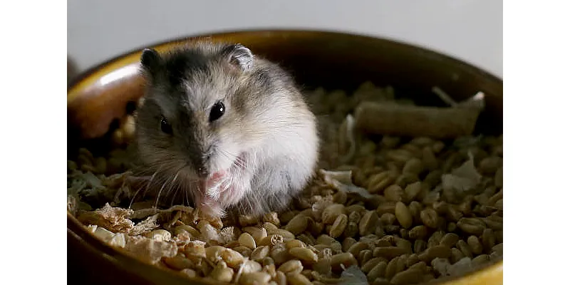 Rozmnožování křečků - od narození po první vrh 1