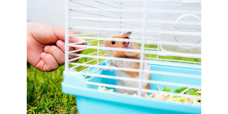 Ztráta srsti křečka: příčiny a léčba 1