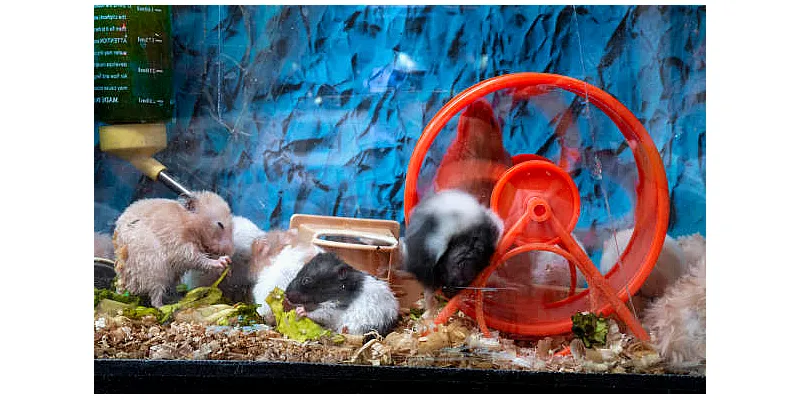 Základní kroky pro správnou péči o křečka 2 Základní kroky pro správnou péči o křečka 1