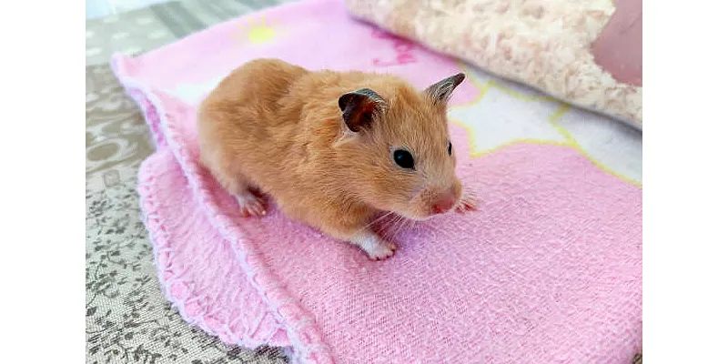 Páchnou křečci? Tady je návod, jak se ujistit, že nesmrdí 2 Páchnou křečci? Tady je návod, jak se ujistit, že nesmrdí 1