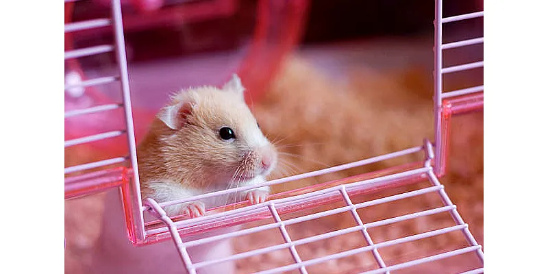 Co je to křeček medvídek? Několik zajímavostí 2 Co je to křeček medvídek? Několik zajímavostí 1