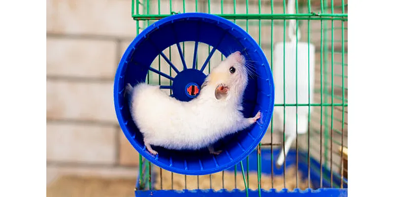 Mají křečci rádi, když je někdo drží? Náklonnost a výcvik křečků 2 Mají křečci rádi, když je někdo drží? Náklonnost a výcvik křečků 1