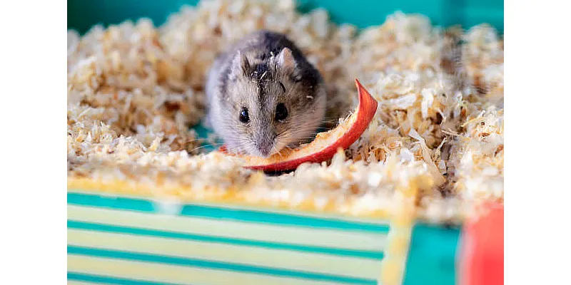 Mají křečci ocasy? 1