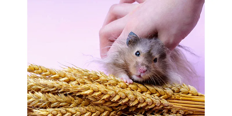 Jsou křečci osamělí? 2 Jsou křečci osamělí? 1