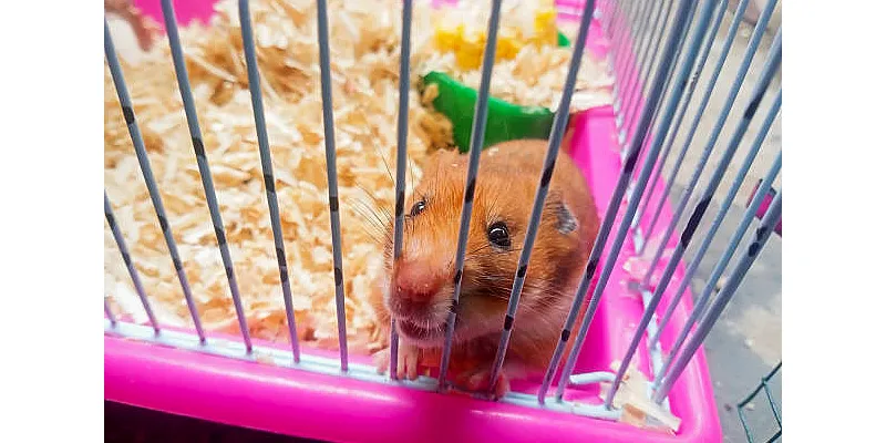 Mají křečci blechy? Jak zkontrolovat a ošetřit křečka 2 Mají křečci blechy? Jak zkontrolovat a ošetřit křečka 1