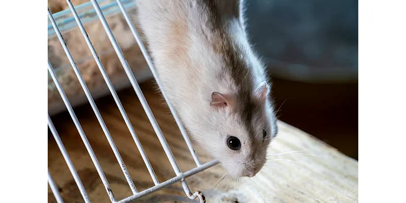 Jedí křečci zeleninu - čím krmit křečka? 2 Jedí křečci zeleninu - čím krmit křečka? 1