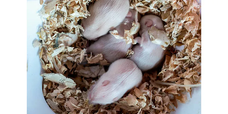 Žerou křečci toaletní papír ? Co s ním dělají ? 2 Žerou křečci toaletní papír ? Co s ním dělají ? 1