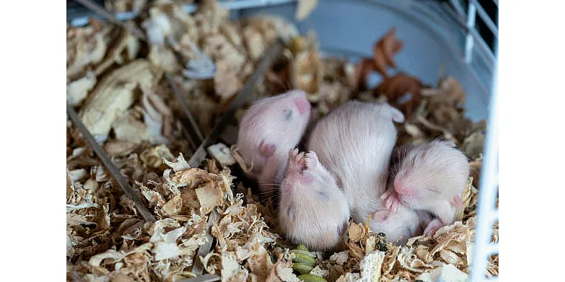 Potřebují křečci seno? 1