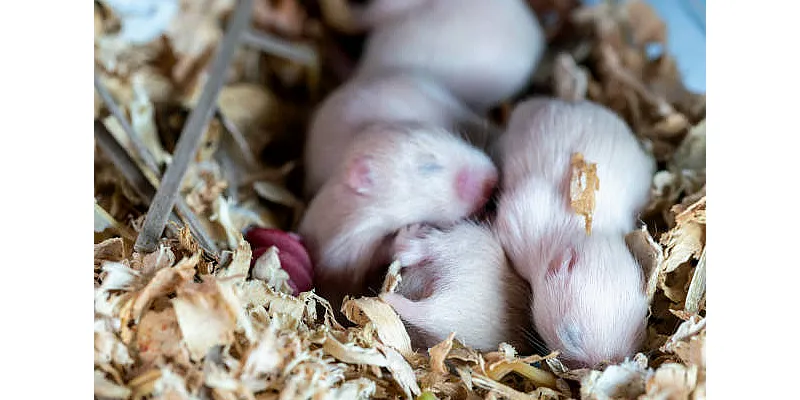 Šplhají křečci? 1