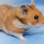 Křeček syrský - Fakta, péče, strava, prostředí a další informace