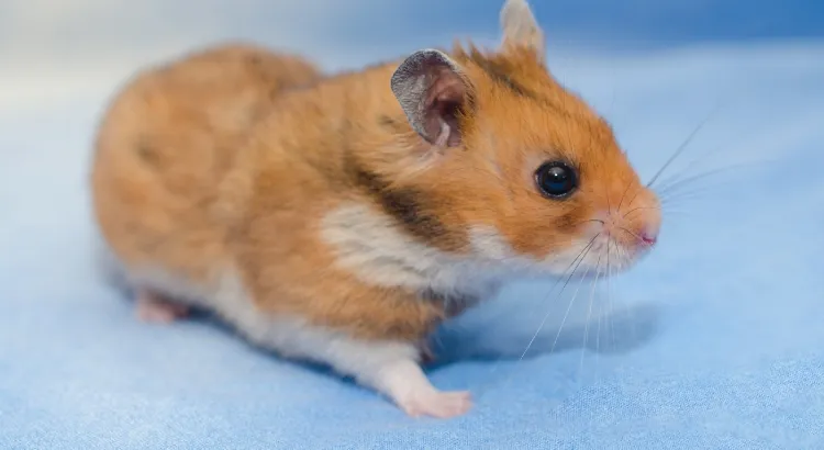 Křeček syrský: Fakta, péče, strava, prostředí a další informace 1 Křeček syrský - Fakta, péče, strava, prostředí a další informace