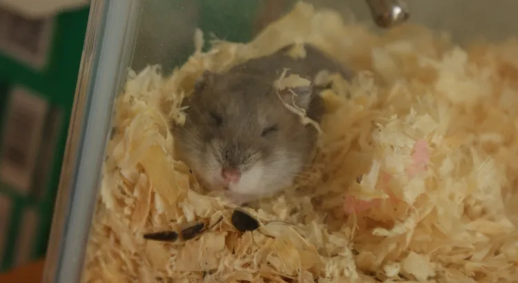 Běžné poruchy spánku u křečků a jejich řešení Běžné poruchy spánku u křečků a jejich řešení