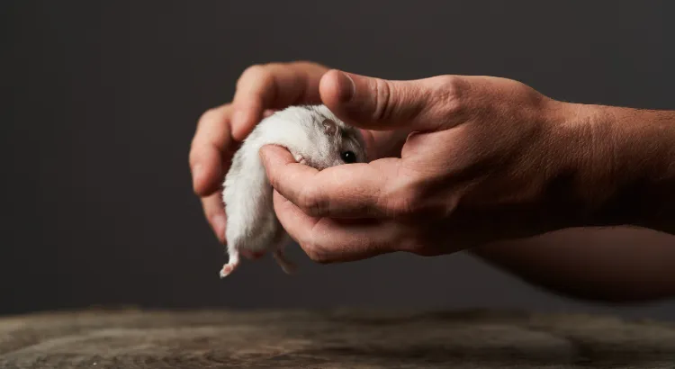 Co dělat, když křeček kouše Co dělat, když křeček kouše