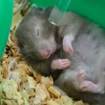 Je křeček mrtvý, nebo v torporu (strnulosti)? Co dělat hned