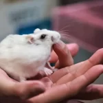 Proč křečci koušou - Příčiny a jak se jim vyhnout