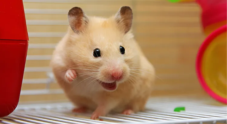 Varovné signály Když pískání signalizuje úzkost