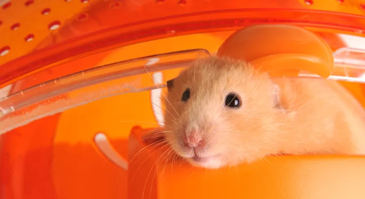 Zdravotní problémy související s pískáním