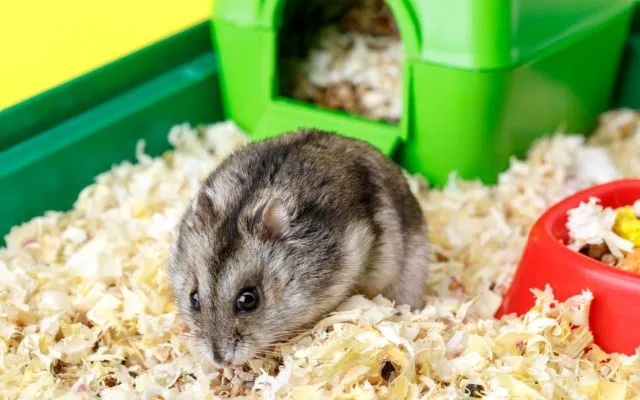 Může křeček jíst rybíz? 3 Může křeček jíst rybíz? 2