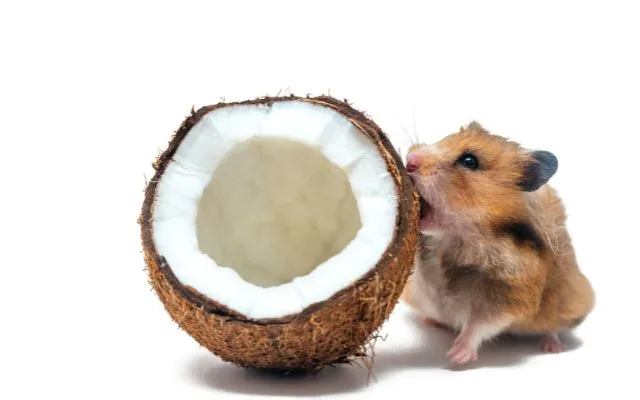 Může křeček jíst kokos? 1 Může křeček jíst kokos