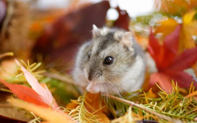 Může křeček jíst květák? 1 Může křeček jíst květák