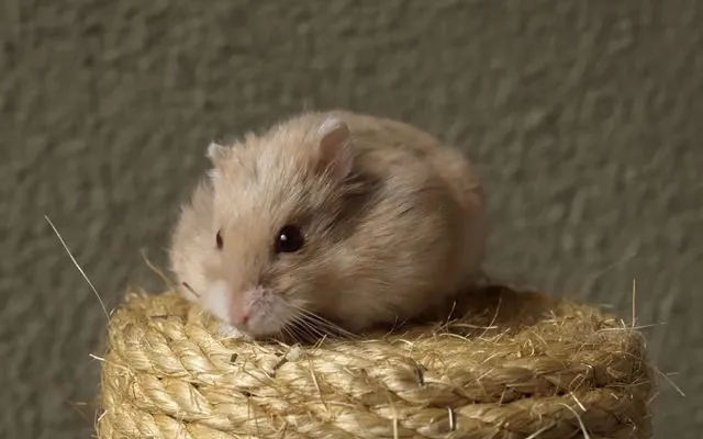 Může křeček jíst rybíz? 1 Může křeček jíst rybíz