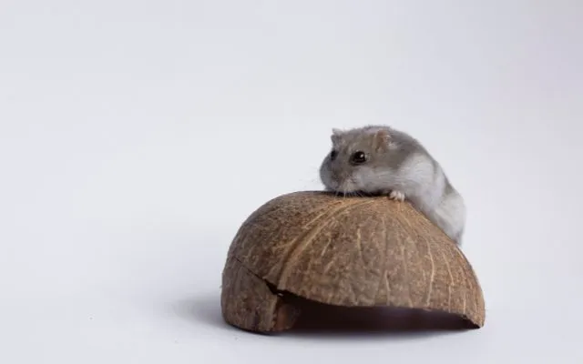 Rizika kokosu pro křečky Rizika kokosu pro křečky