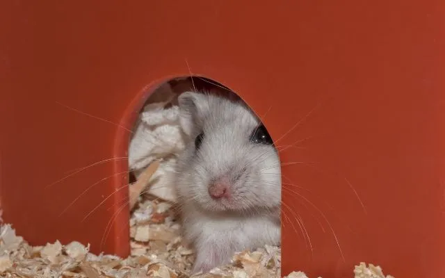 Výhody jogurtu pro křečky