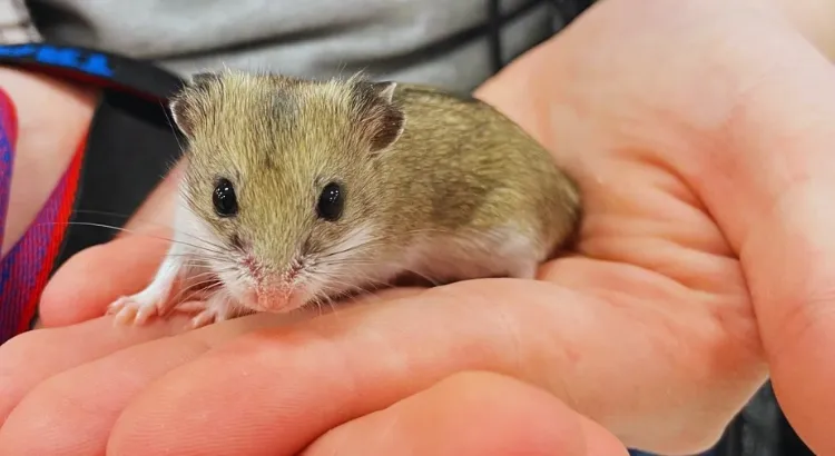 Křeček čínský - Charakteristika a chování Křeček čínský - Charakteristika a chování