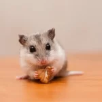 Křeček čínský - Fakta, péče, strava, prostředí a další informace