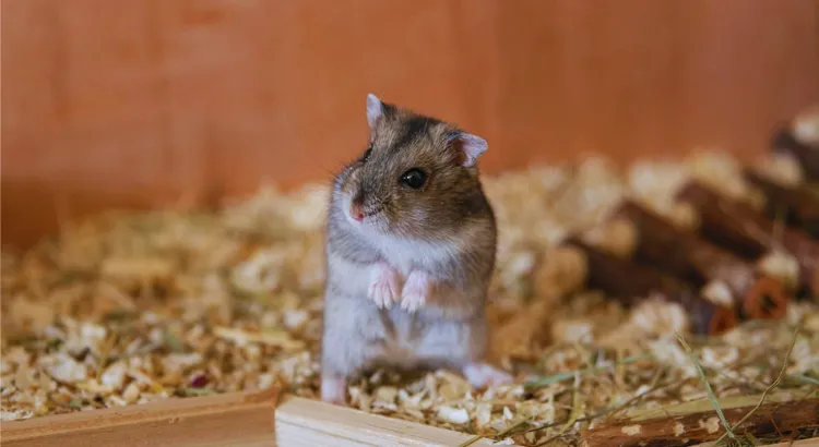 Křeček čínský: Fakta, péče, strava, prostředí a další informace 3 Křeček čínský: Fakta, péče, strava, prostředí a další informace 2